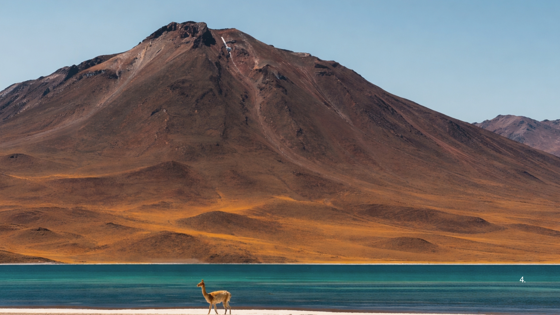 Vicuña ante un volcán nevado en el altiplano del desierto de Atacama, norte de Chile